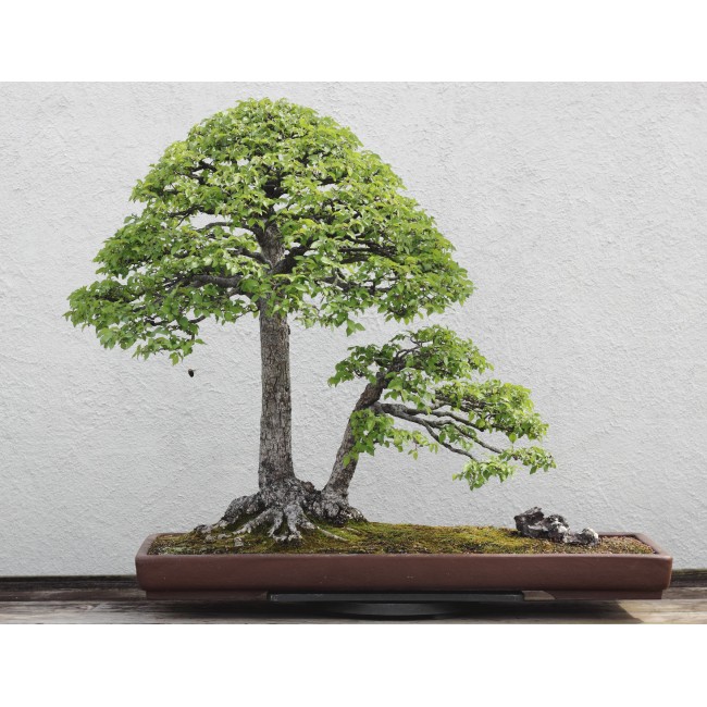 Szilfa bonsai