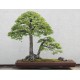 Szilfa bonsai