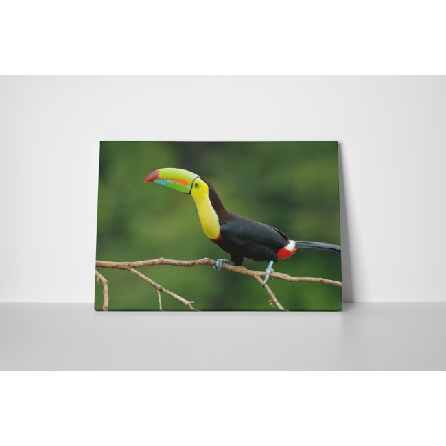 Színes csőrű tukán