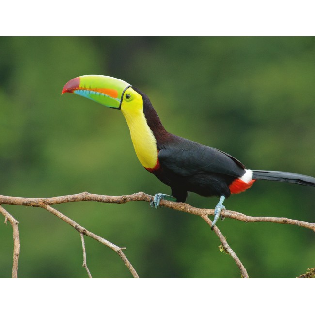 Színes csőrű tukán