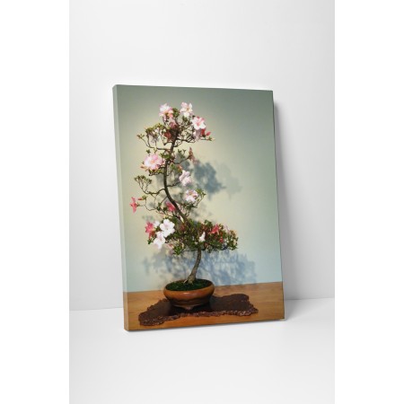 Virágzó bonsai fácska