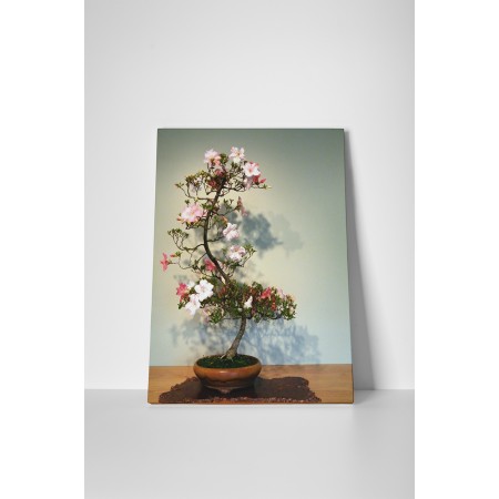 Virágzó bonsai fácska