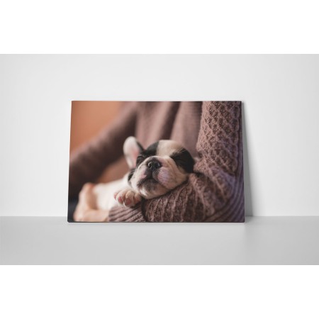 Francia bulldog kölyök