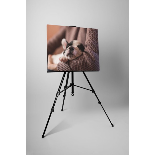 Francia bulldog kölyök