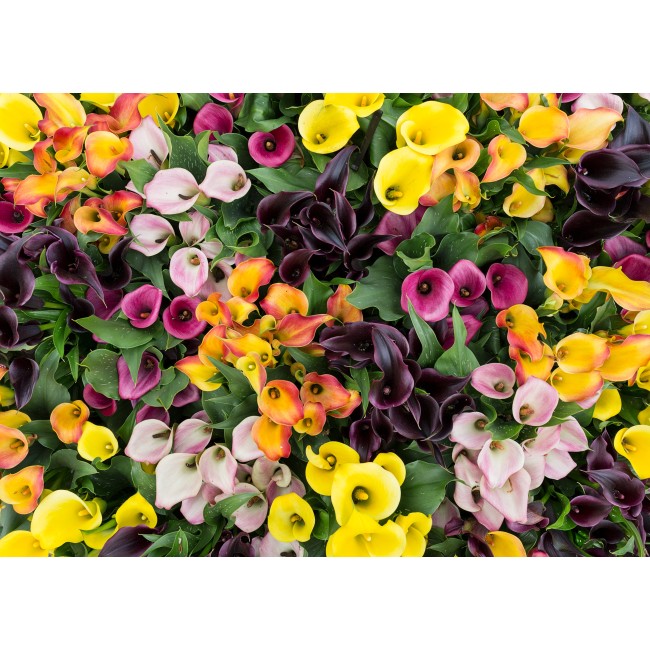 Csodaszép színes virágok