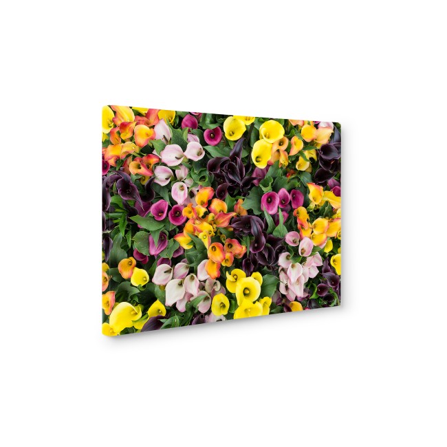 Csodaszép színes virágok