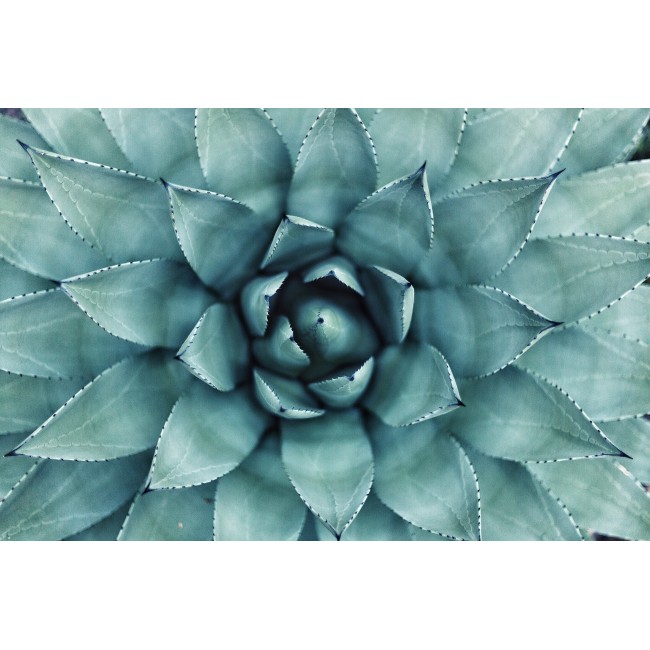 Kövirózsa - 75x50 - Vászonkép