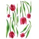 Tulipán csomag