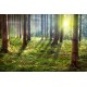 Napsütéses nyári erdő - Nyomtatott poszter