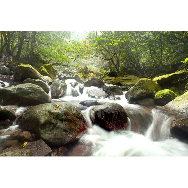 Gyors folyam az erdőben - Nyomtatott poszter