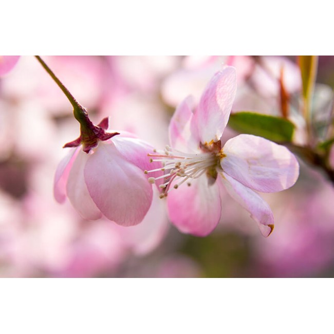 Begónia rózsaszín virág - Nyomtatott poszter