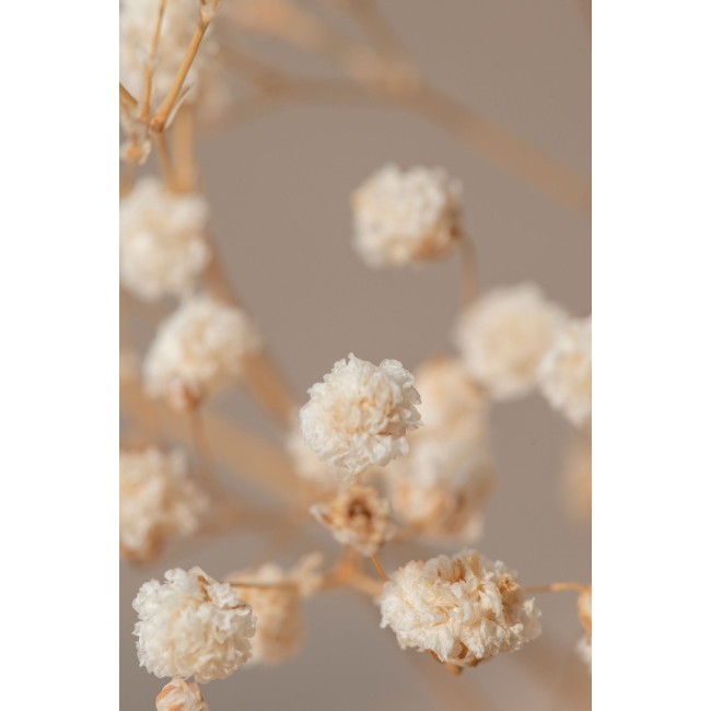 Száraz Virágok Tánca