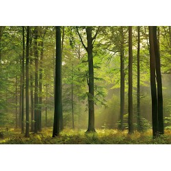 Fotótapéta - Őszi erdő