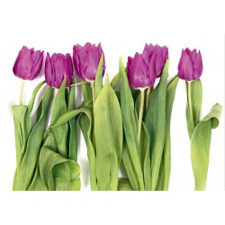 Fotótapéta - Nagy tulipánok