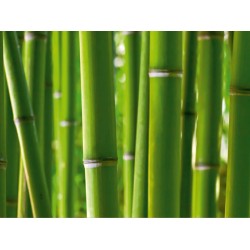 Fotótapéta - Bambusz közelről