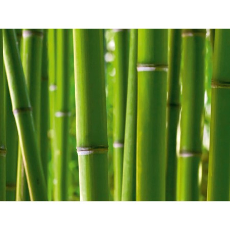 Fotótapéta - Bambusz közelről
