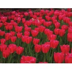 Vörös tulipánok