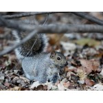 Kicsi mókus