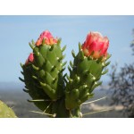 Virágzó kaktusz