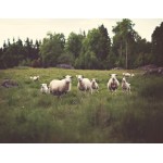 Mezei bárányok