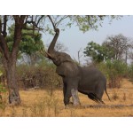 Nyújtózó elefánt