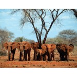 Elefánt család