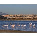 Flamingó család