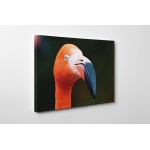 Flamingó portré