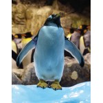Játékos pingvin