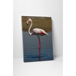 Magányos flamingó