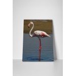 Magányos flamingó