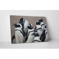 Pingvin csoport gyülekezése