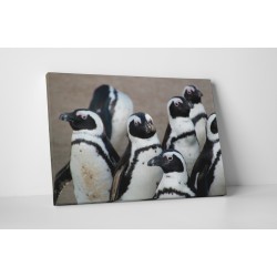 Pingvin csoport gyülekezése