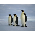 Topogó pingvinek