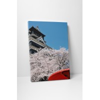 Sakura virágzás tavasszal
