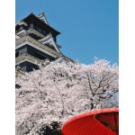 Sakura virágzás tavasszal