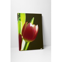 Apró tulipán