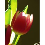 Apró tulipán