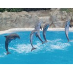 Delfin mutatvány