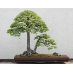 Szilfa bonsai
