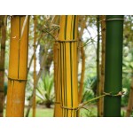 Csíkos bambuszok
