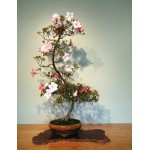 Virágzó bonsai fácska