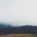 Fenyőerdő a ködben - 65x65 - Vászonkép
