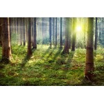 Napsütéses nyári erdő - Nyomtatott poszter