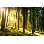 Napnyugta az erdőben - Nyomtatott poszter