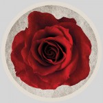 Csempe matrica - Rózsa - 4 darab