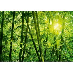 Fotótapéta - Bambusz erdő