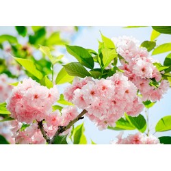 Fotótapéta - Sakura virág