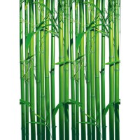 Fotótapéta - Bambusz