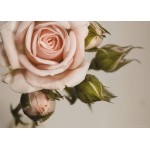 Fotótapéta - Rózsaszín rózsa